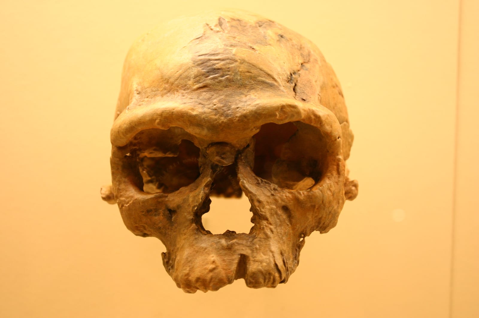 Jebel Irhoud Homo Sapiens skull fossil