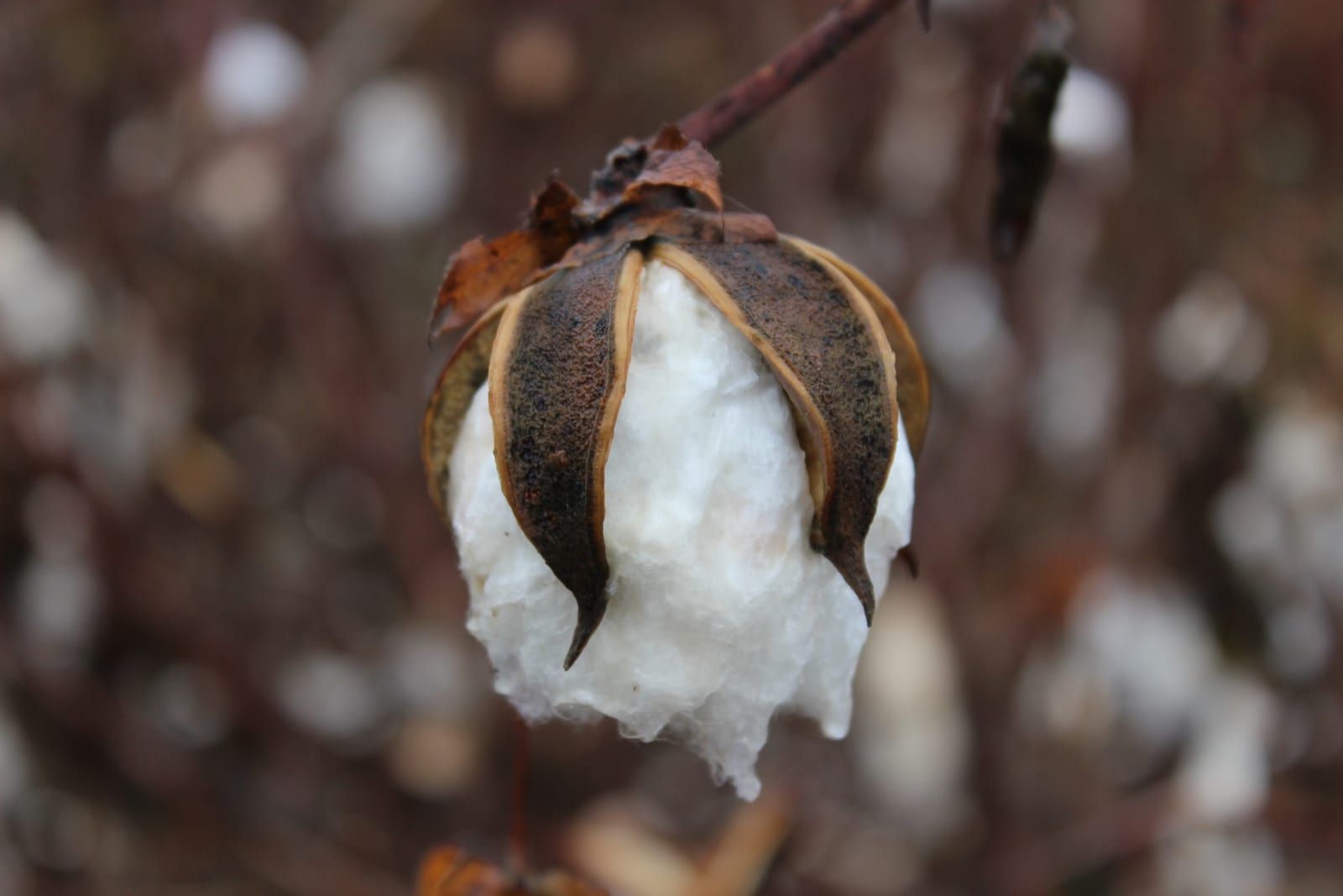 Cotton boll nearly ready for harvest