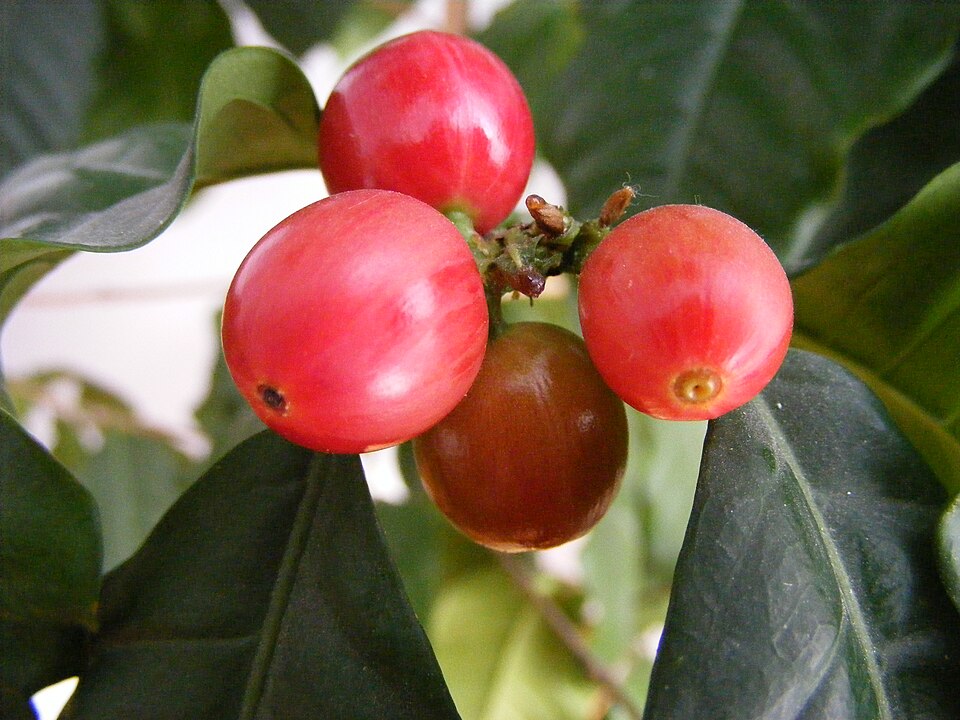 What Does a $3.30 Coffee Actually Cost? Land, Carbon, and Labor