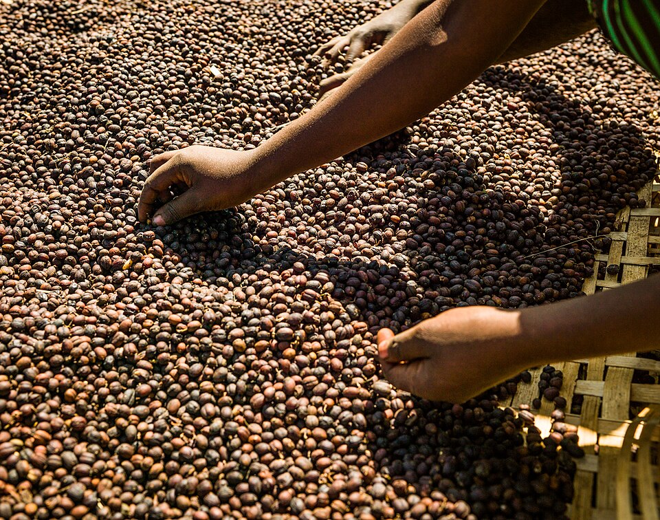 Coffee cherry sorting near Hawassa, Ethiopia