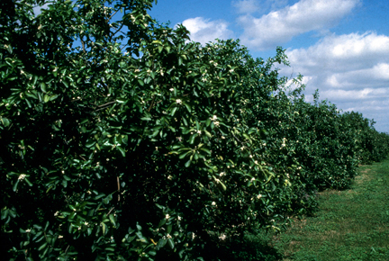 Avocado grove in Chiapas